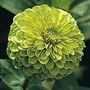 Zinnia elegans Envy Double 1 packet