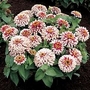 Zinnia elegans Swizzle Cherry & Ivory 1 packet