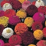Zinnia elegans Lilliput Mix 1 packet