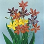Belamcanda Chinensis Leopard Lily Mixed 1 packet (20 seeds)