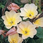 Evening Primrose Lemon Sunset 1 packet