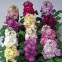 Stocks : Cinderella Series - Mixed 1 packet