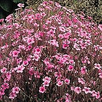 Geranium maderense 1 packet