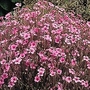 Geranium maderense 1 packet