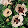 Papaver Orientale Checkers 1 packet (50 seeds)