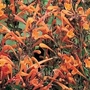 Agastache aurantiaca Apricot Sprite 1 packet