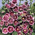 Althaea rosea Cr&egrave;me de Cassis 1 packet