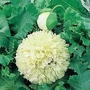 Papaver Somniferum Applegreen 1 packet (80 seeds)
