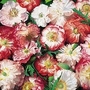 Papaver Rhoeas Picotee Mixed 1 packet (150 seeds)