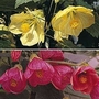 Abutilon x Hybrids Large Flowered Mixed 1 packet