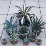 Agave species mixed 1 packet