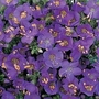 Polemonium boreale Heavenly Habit 1 packet