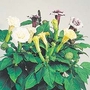 Datura metel Ballerina Mixed 1 packet