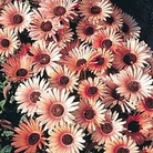 Mesembryanthemum criniflorum Apricot Tutu 1 packet