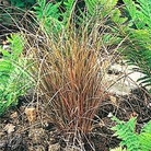 Grass - Ornamental : Carex flagillifera 1 packet