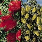Bottle Brush Mixed 1 packet