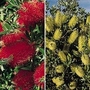 Bottle Brush Mixed 1 packet