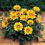 Gazania Kiss Gold F1 1 packet
