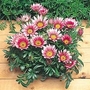 Gazania Kiss Rose F1 1 packet