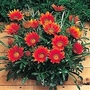 Gazania Kiss Bronze F1 1 packet