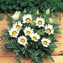Gazania Kiss White F1 1 packet