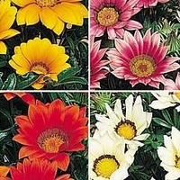 Gazania Kiss Collection 4 packets - 1 of each