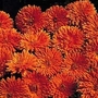 Edible Flowers : Calendula officinalis Porcupine 1 packet
