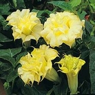 Datura metel Double Golden Queen 1 packet