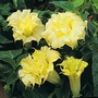 Datura Metel Double Golden Queen 1 packet (8 seeds)