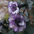 Datura metel Double Blackcurrant Swirl 1 packet