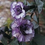 Datura Metel Double Blackcurrant Swirl 1 packet (15 seeds)