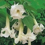 Datura metel Double White Lady 1 packet