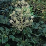 Fatsia Japonica 1 packet (15 seeds)