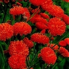 Emilia coccinea Scarlet Magic 1 packet