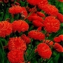 Emilia Coccinea Scarlet Magic 1 packet (350 seeds)