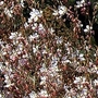 Gaura Lindheimeri 1 packet (30 seeds)