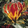 Gloriosa Superba 1 packet (6 seeds)