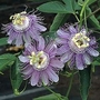 Passiflora Incarnata (May Apple) 1 packet (7 seeds)