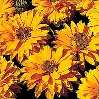 Heliopsis Scabra Golden Double Hybrids 1 packet (100 seeds)