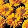 Heliopsis Scabra Golden Double Hybrids 1 packet (100 seeds)