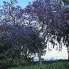 Jacaranda mimosifolia syn. ovalifolia 1 packet