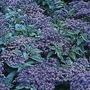 Heliotropium X Hybrid Marine 1 packet (100 seeds)