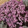 Heliotropium Dwarf Marine 1 packet (150 seeds)