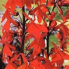 Lobelia cardinalis Queen Victoria 1 packet