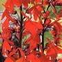 Lobelia cardinalis Queen Victoria 1 packet
