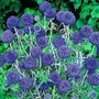 Echinops ruthenicus 1 packet