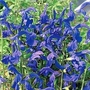 Salvia patens 1 packet