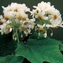 Sparmannia africana 1 packet