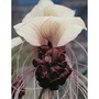 Bat Plant (Tacca chantrierei) : nivea 1 packet