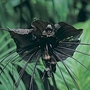 Bat Plant (Tacca chantrierei) 1 packet